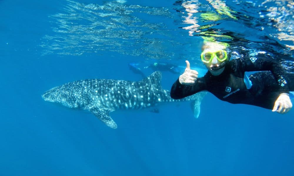 Swim with a Whale Shark - Travel destination