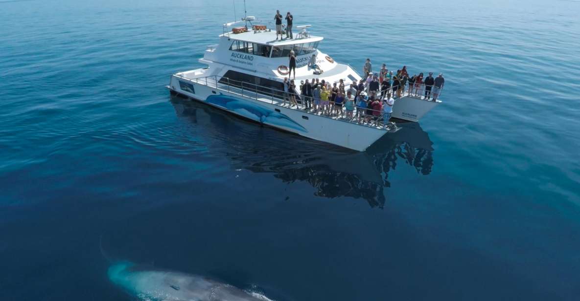 Whale & Dolphin Watching - Travel destination