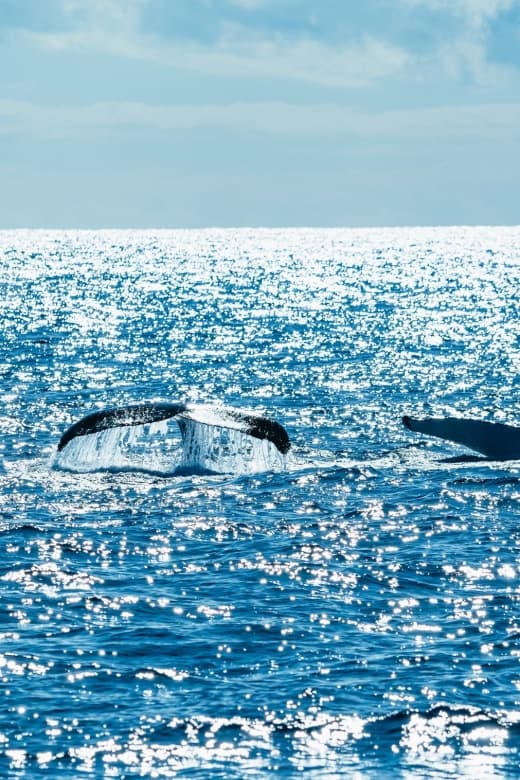 Whale Watching - Travel destination