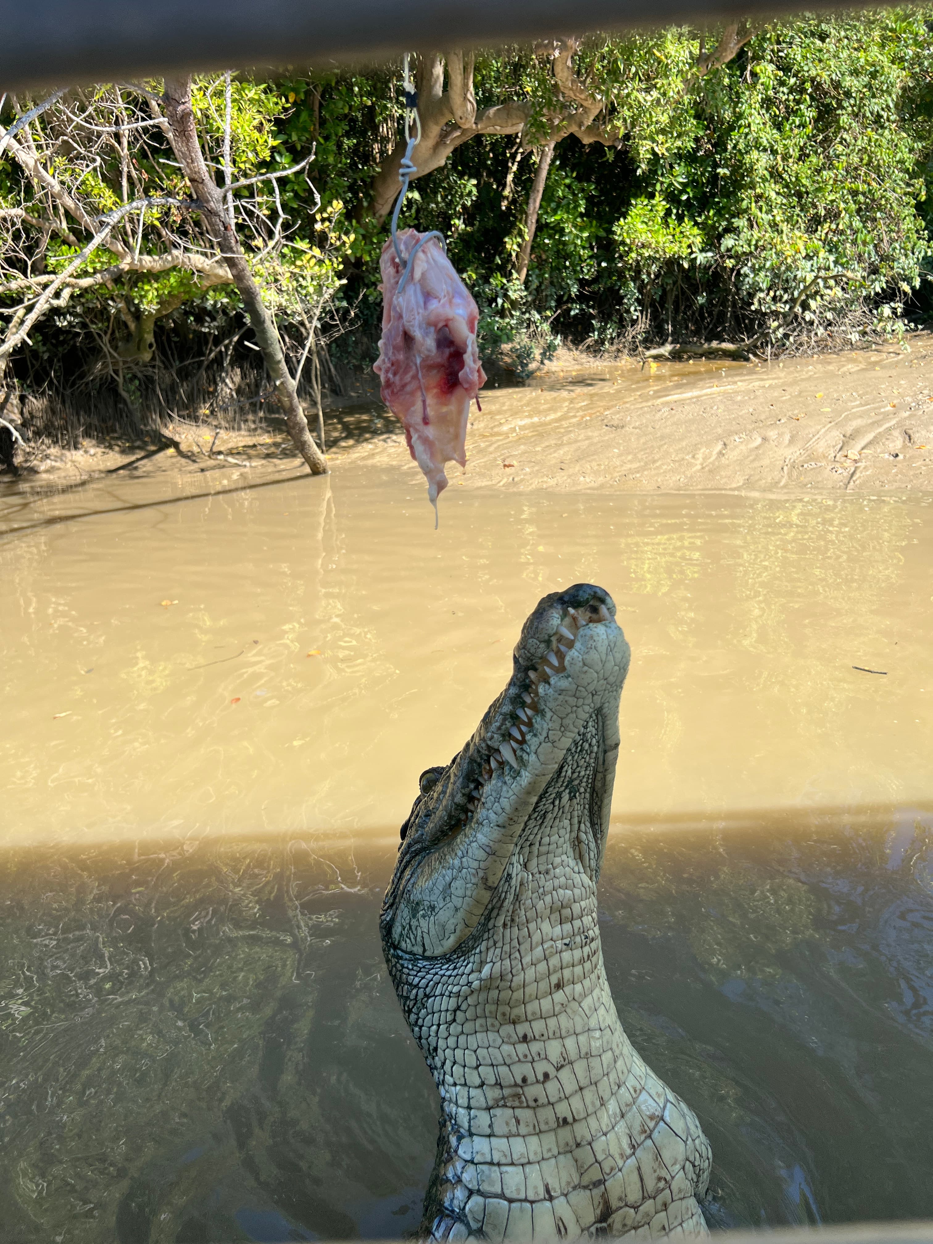 Jumping Croc Cruise - Travel destination