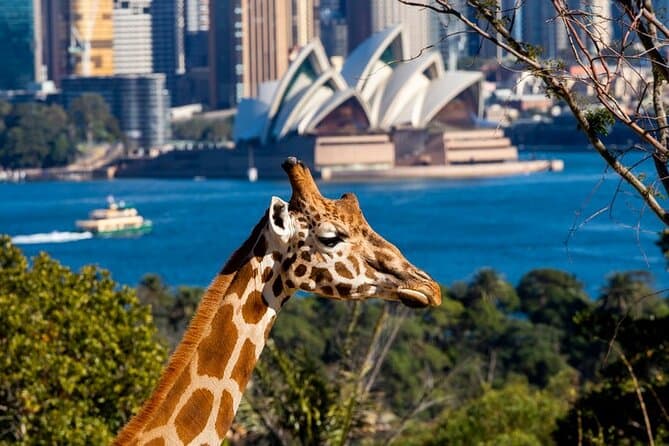 Taronga Zoo Entry & Ferry - Travel destination